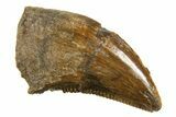 Serrated, Dromaeosaurid Theropod (Acheroraptor) Tooth - Montana #339012-1